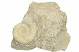 Bajocian Ammonite (Procerites) Fossil - France #249038-1